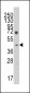 Lefty (LEFTB) Antibody (C-term)